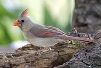 Northern Cardinal V0A8180